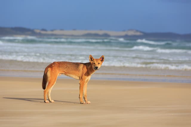 <p>The wild Australian dogs are generally not aggressive</p>