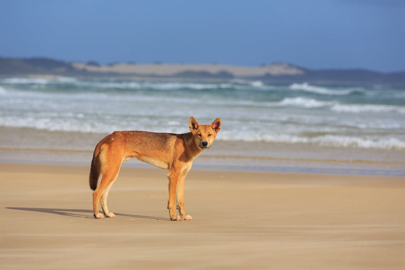 Warning over dingo attacks as toddlers targeted in popular Australia holiday destination