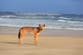 Tourist found dead on Australian popular beach as police fear dingo attack