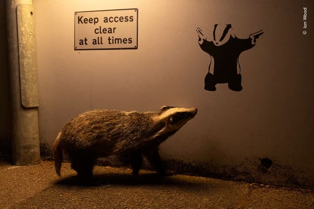 A Eurasian badger appears to glance up at badger graffiti on a quiet road (Ian Wood)