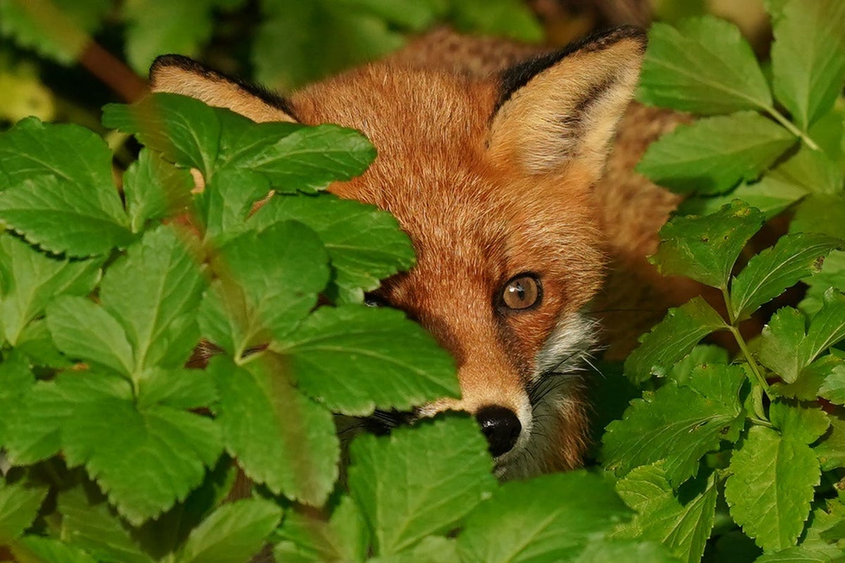 Wild fox goes on robbing spree
