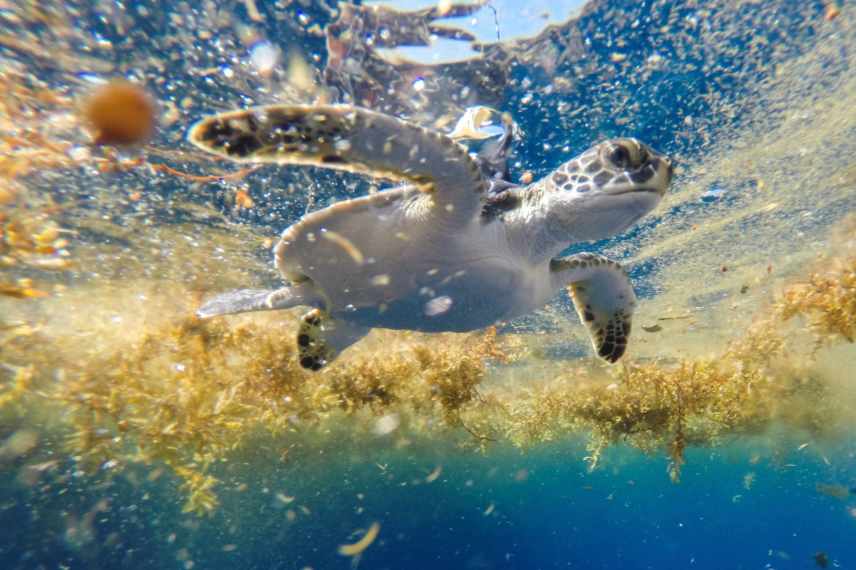 Scientists solve the mystery of sea turtles' 'lost years'