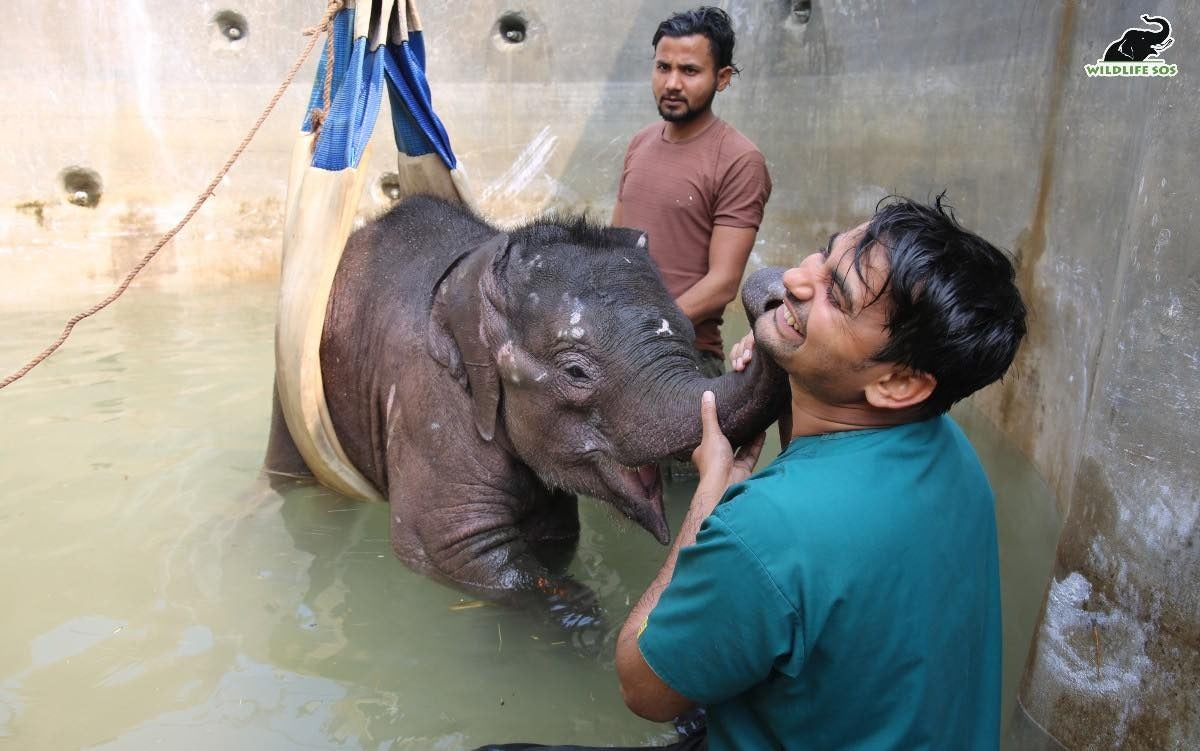 Bani splashes her veterinarians and caregivers during hydrotherapy