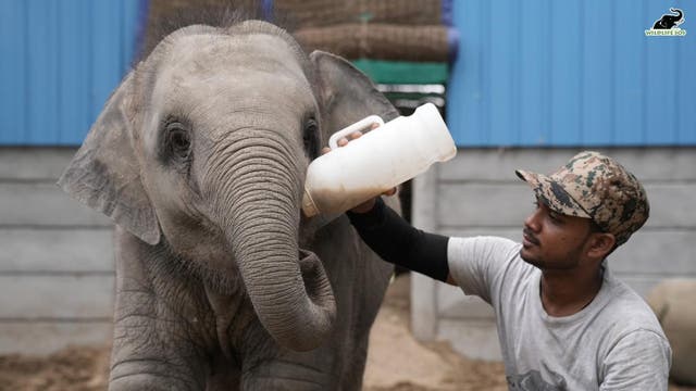 <p>Bani drinks her milk with the help of her caregiver </p>