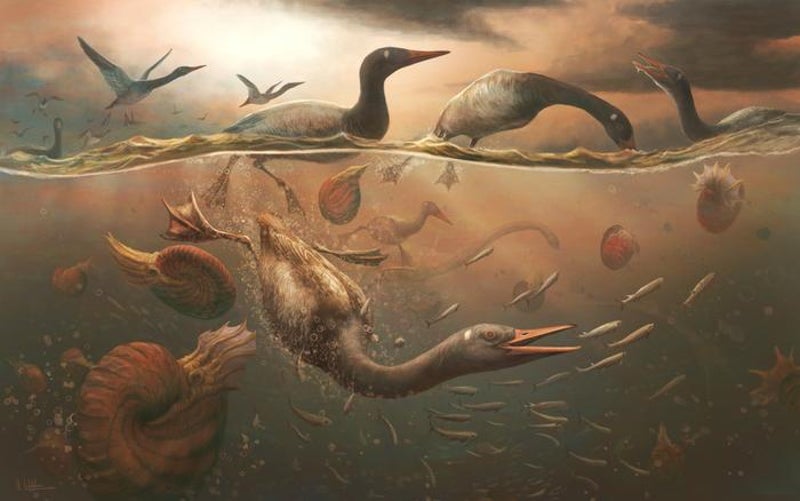 Antarctic skull sheds light on ancient birds 69 million years ago