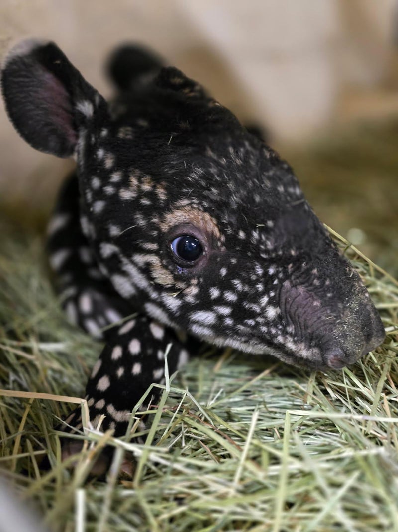 Adorable endangered Malayan tapir calf born at Washington zoo