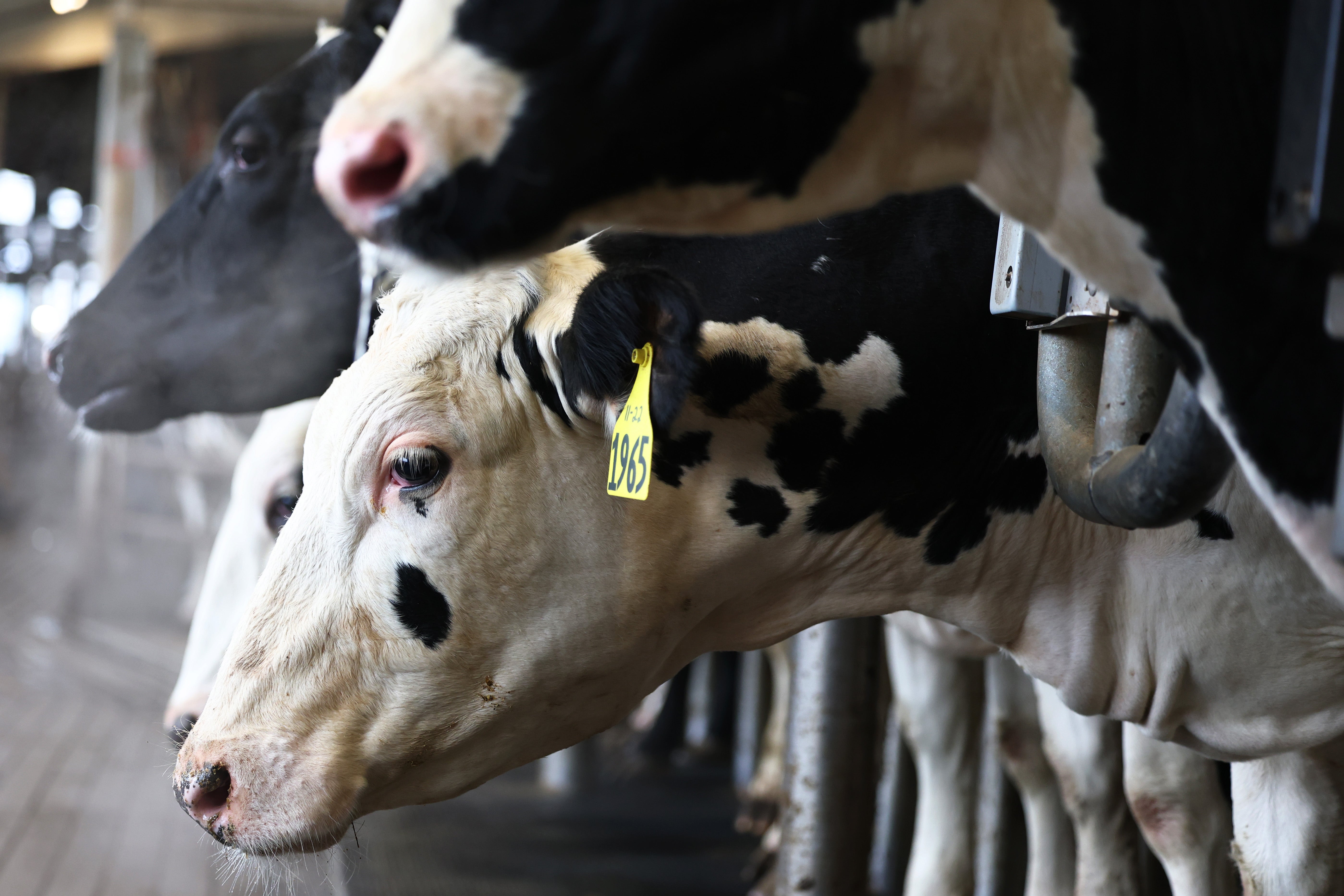 Nevada dairy cows have been infected with a new form of bird flu. The Department of Agriculture said it marks the first detection of the genotype in dairy cattle