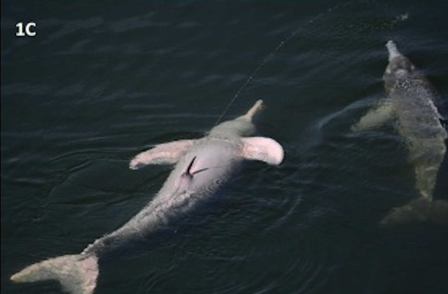 <p>Aerial urination by Amazon river dolphin</p>