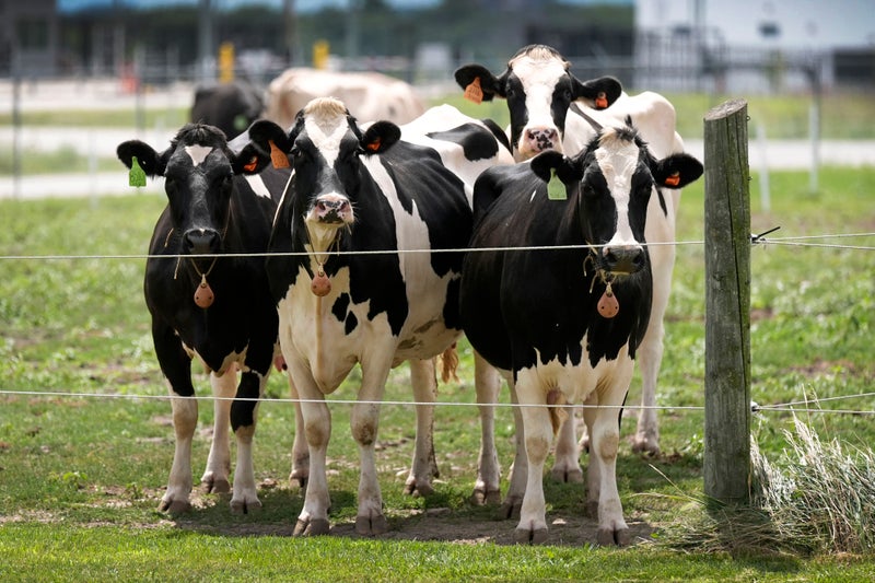 Second type of bird flu detected in US dairy cows