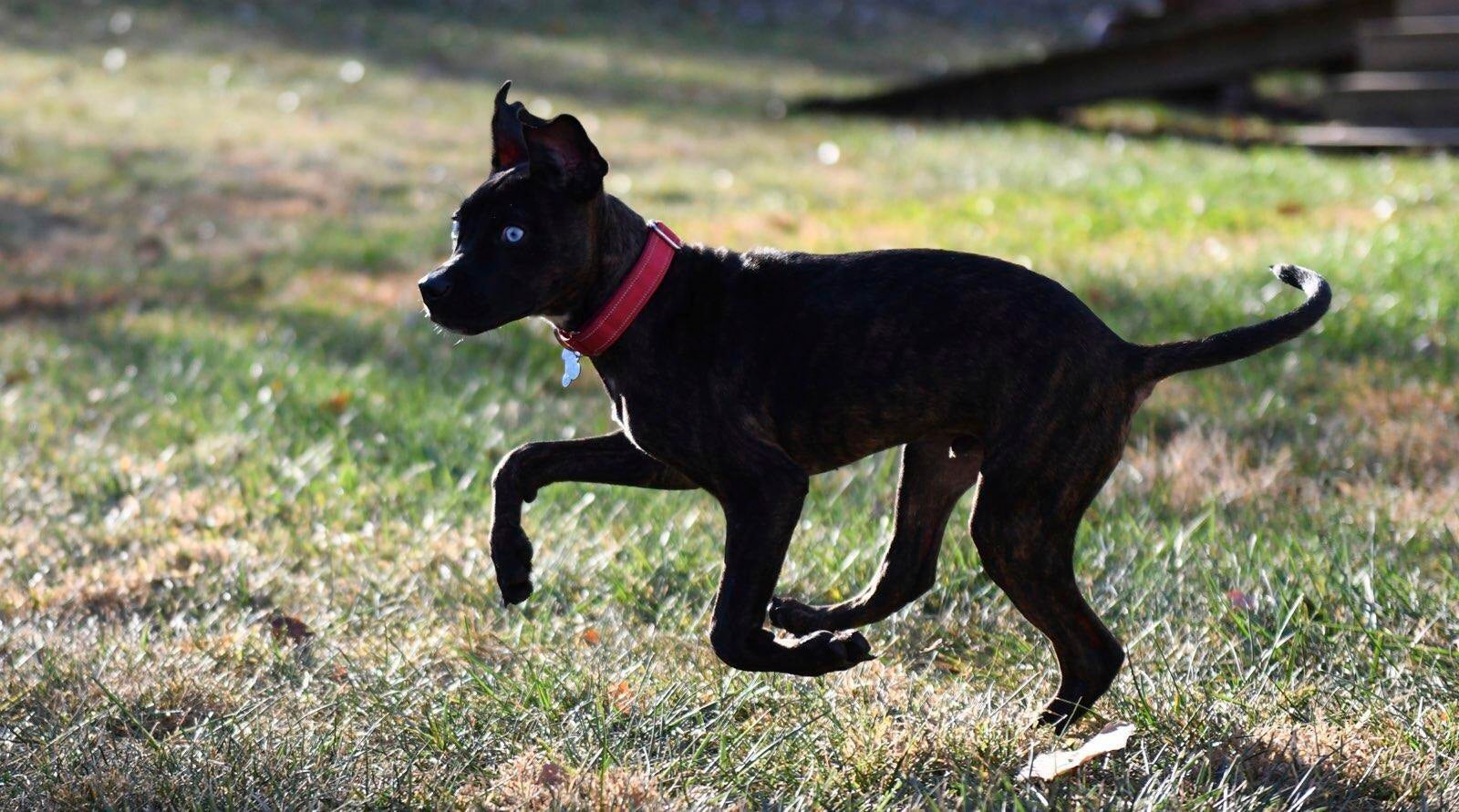 Chiefs Nnadi Puppy Bowl Football