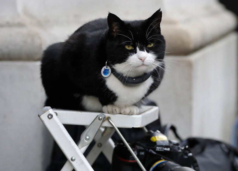 It's the 'purr-fect' job. Britain's top feline diplomat comes out of retirement