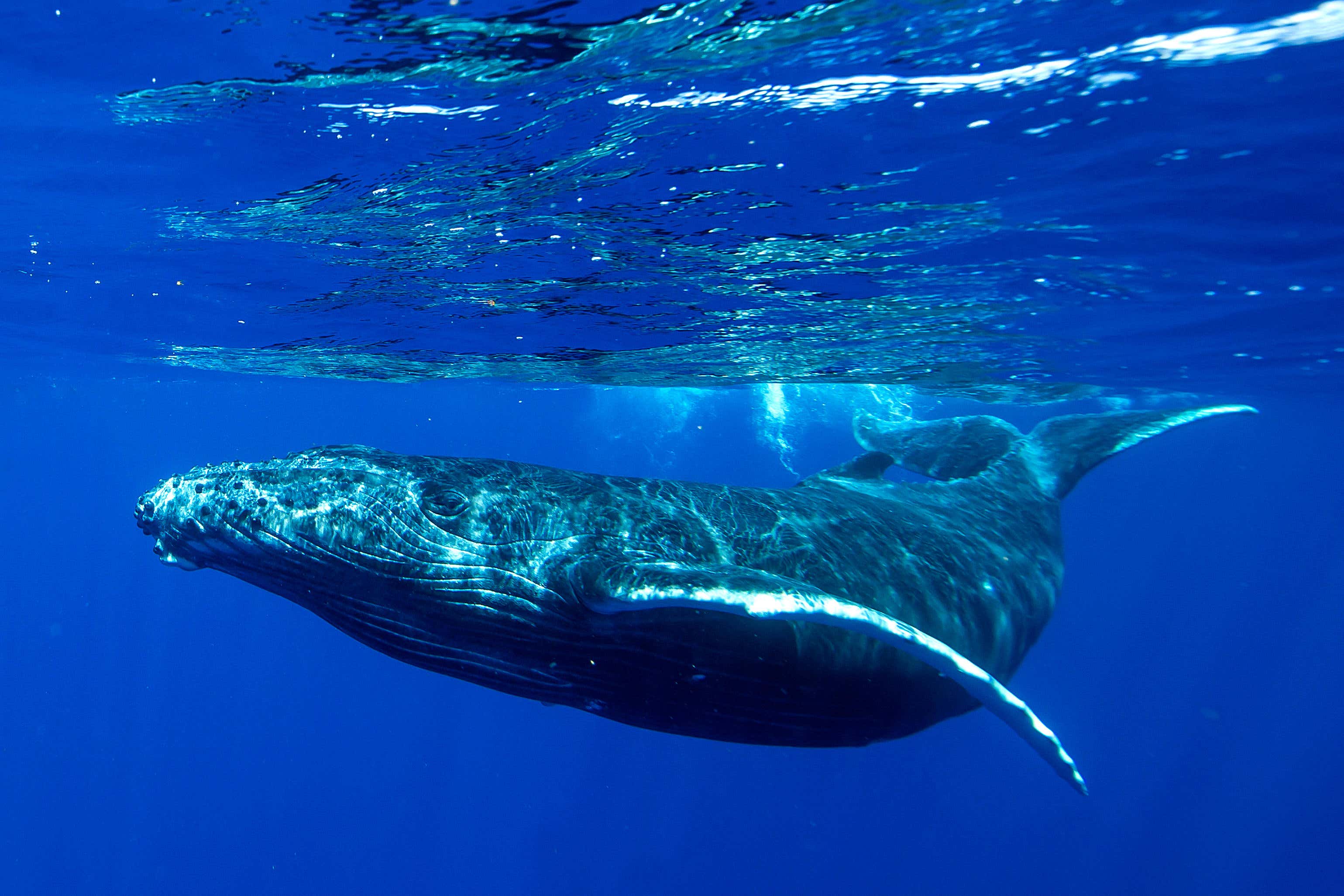 Research suggests that, like humans, whales learn their communication systems from each other (Alamy/PA)