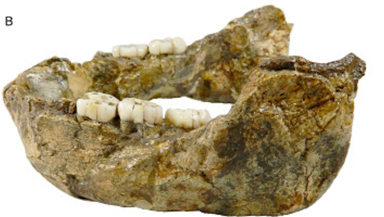 <p>Fossil jaw specimen of Paranthropus capensis</p>