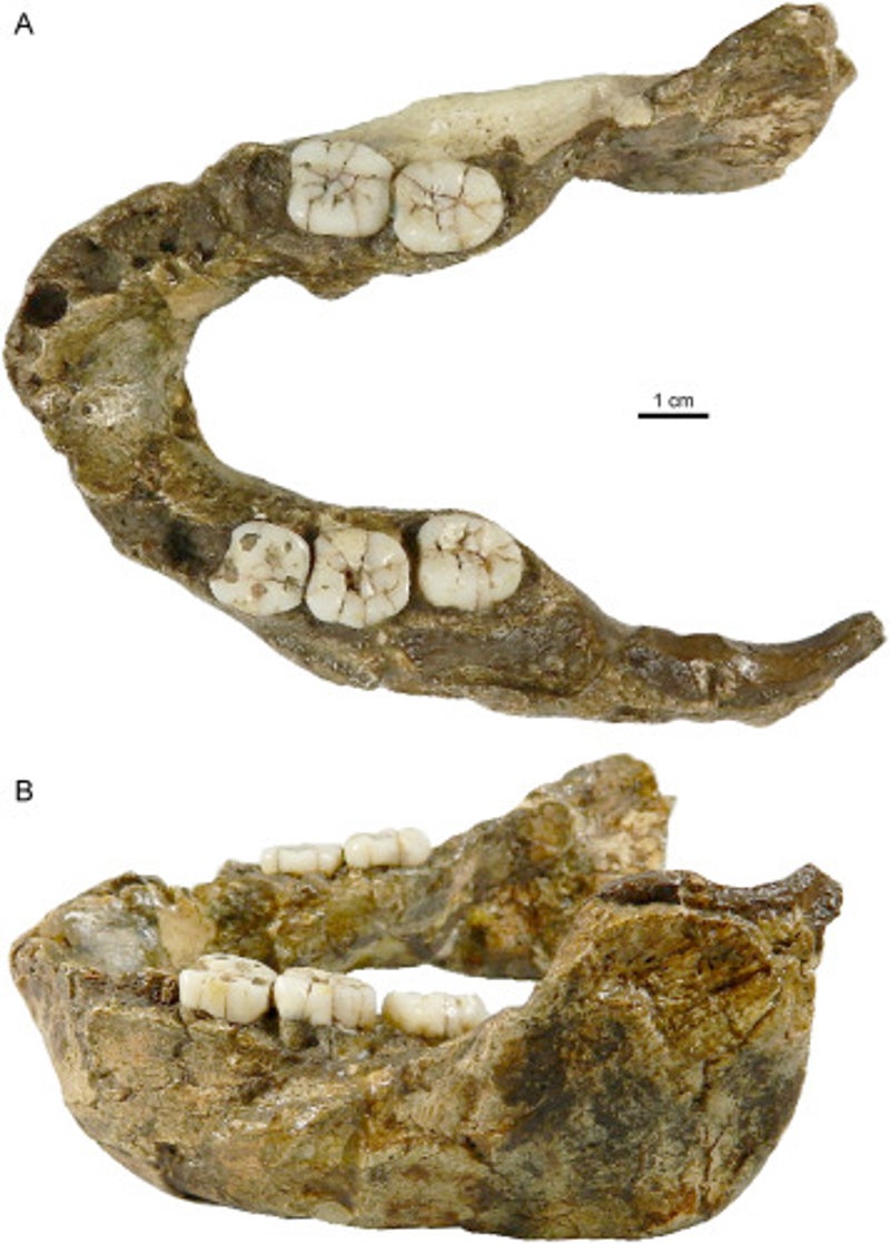 Strange 1.4 million-year-old fossil traced to previously unknown human relative 'nutcracker man‘