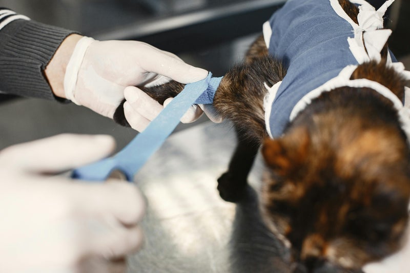 Italian doctor under investigation after smuggling injured cat into hospital for CAT scan