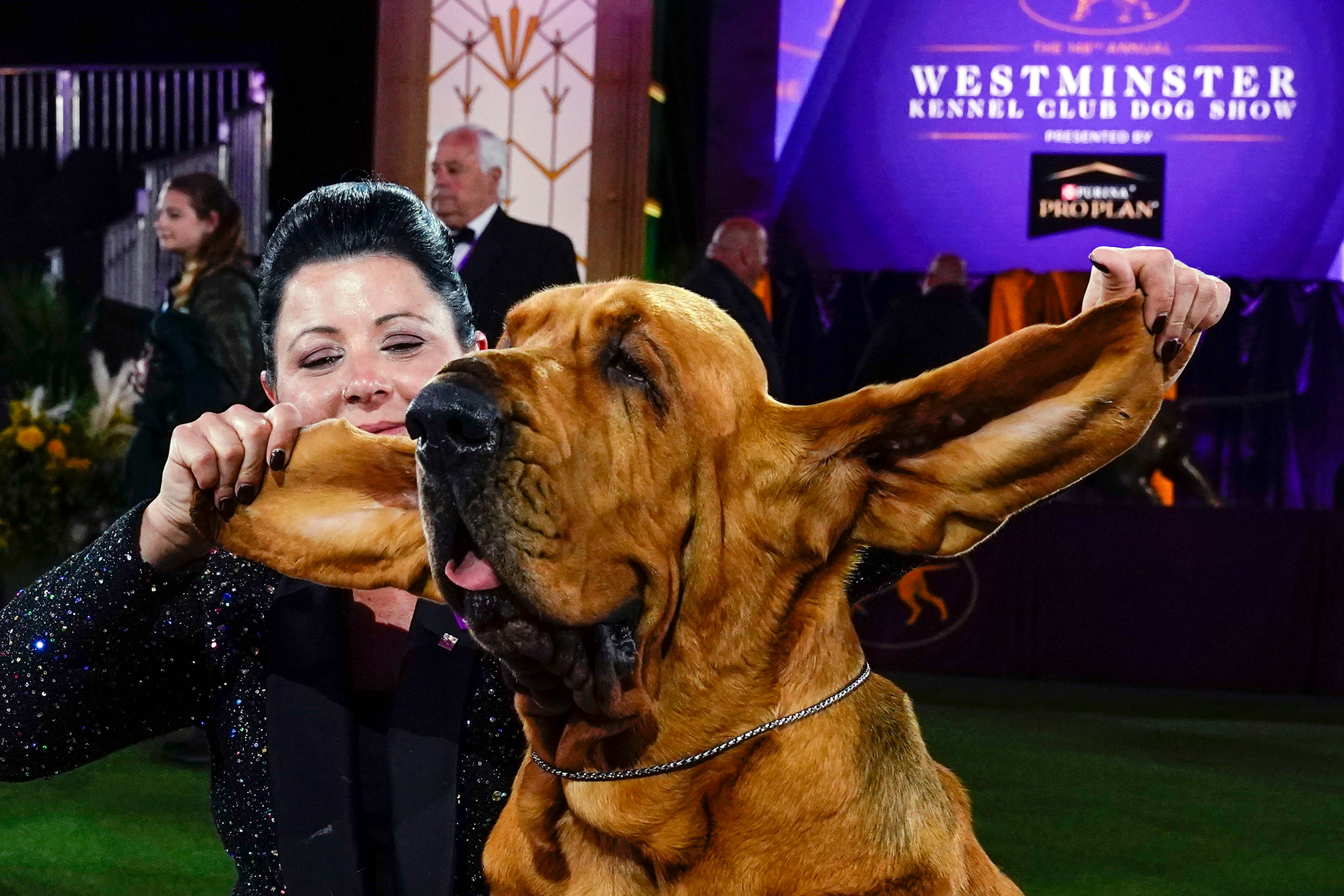 Westminster Dog Show 101