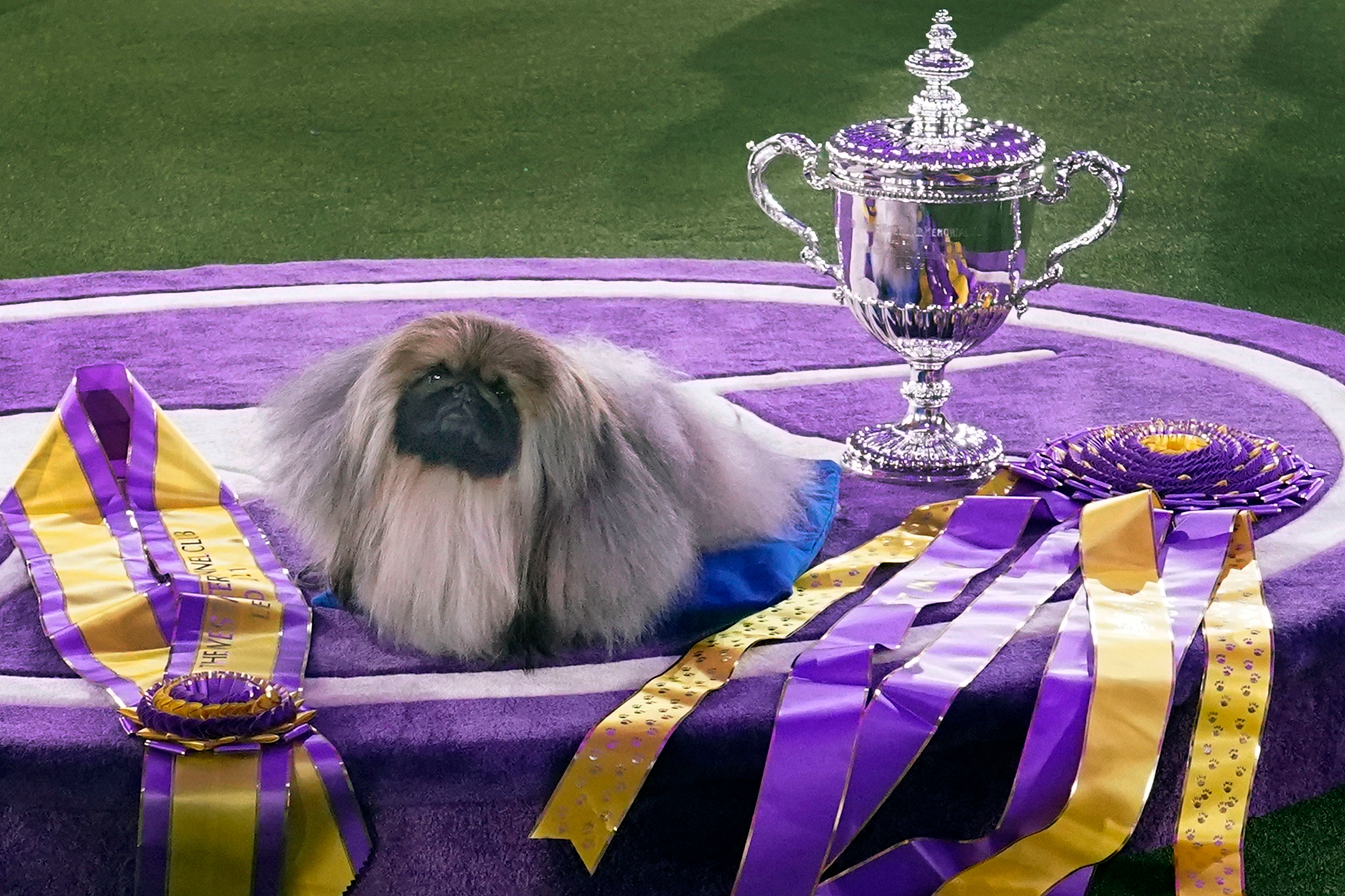 Westminster Dog Show 101