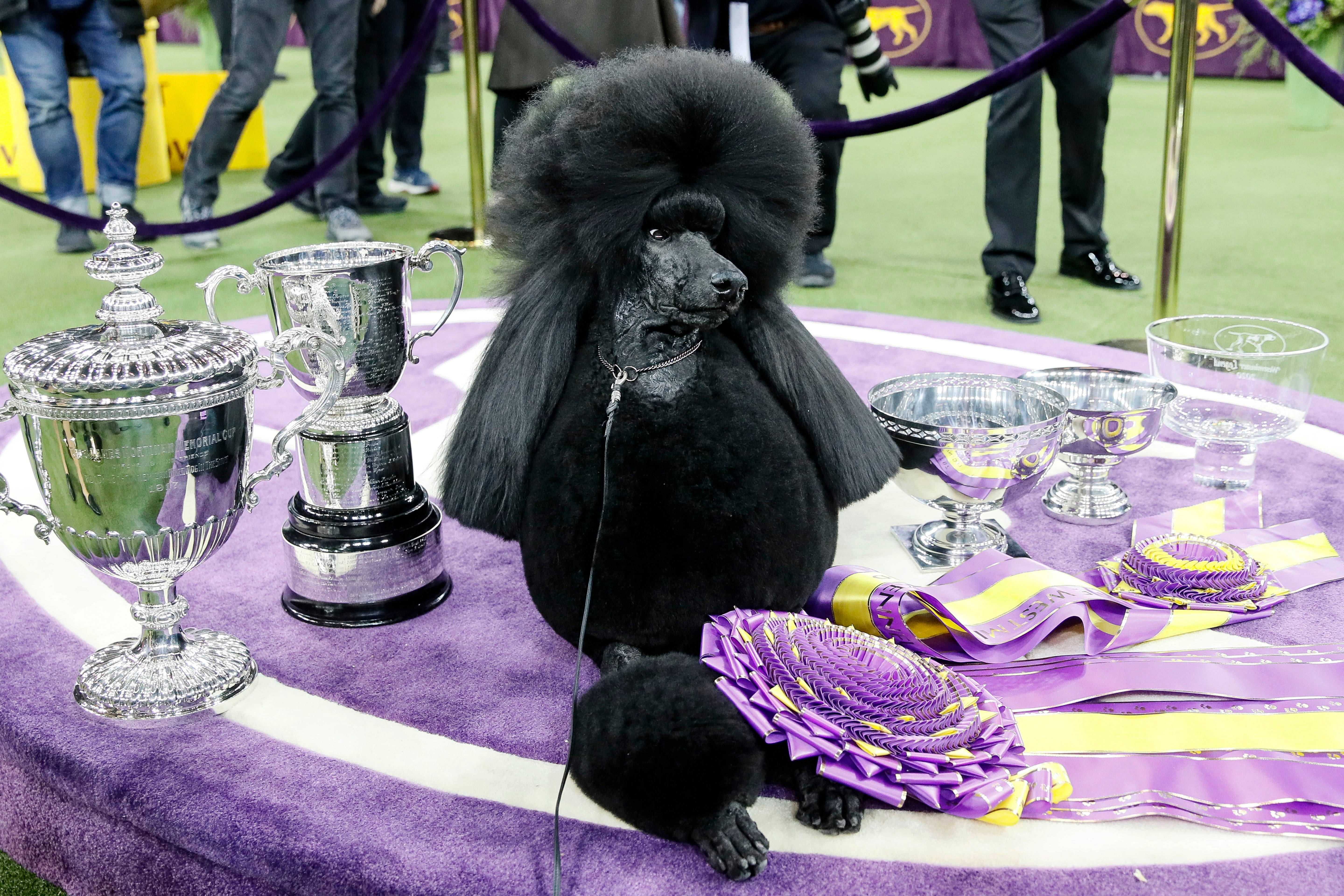 Westminster Dog Show 101