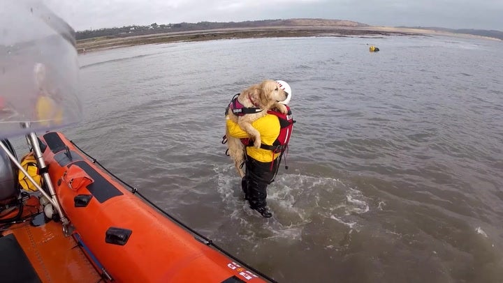<p>Moment spooked golden retriever rescued by RNLI heroes after getting swept out to sea.</p>