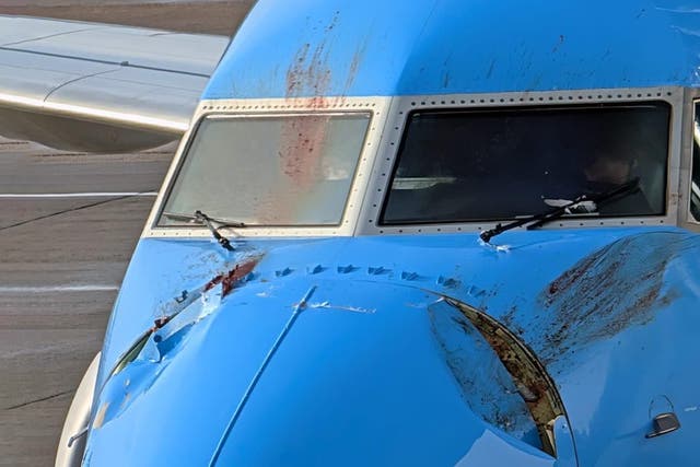 <p>Traces of blood can be seen on the affected Tui plane  </p>