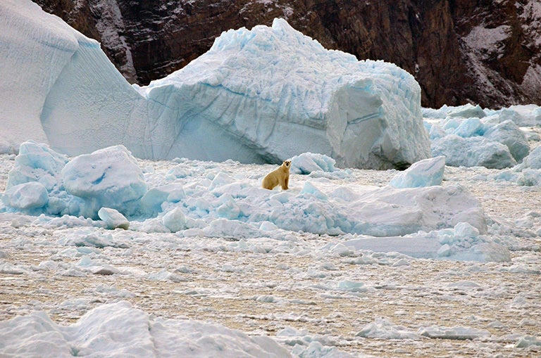 The environmental impacts of glacier engineering are still in question. Scientists fear that the proposed strategies can obtain involuntary results