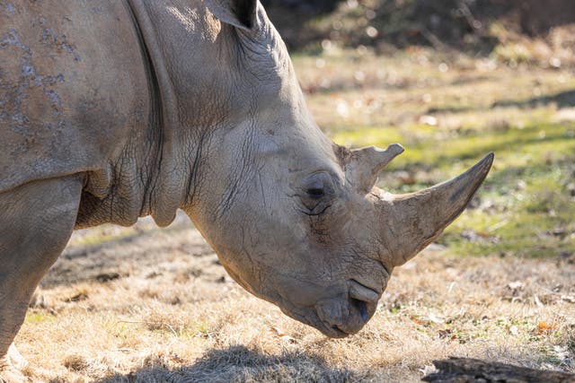 White Rhino Death