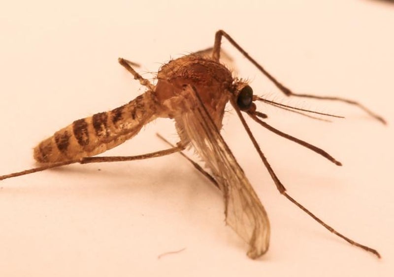 Study traces origin of mutant London underground mosquito to Middle East