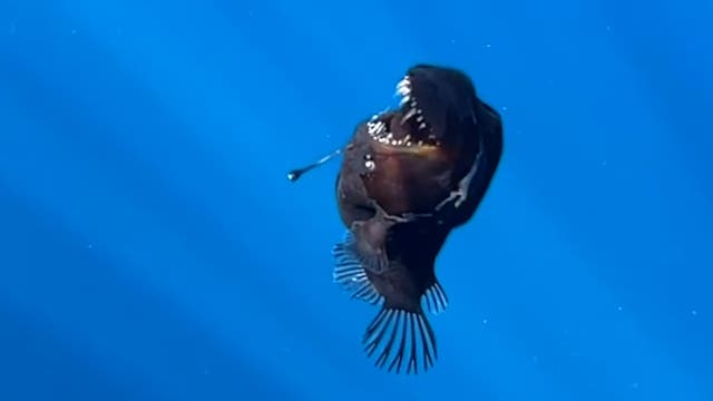 <p>The anglerfish seen off the coast of Tenerife</p>