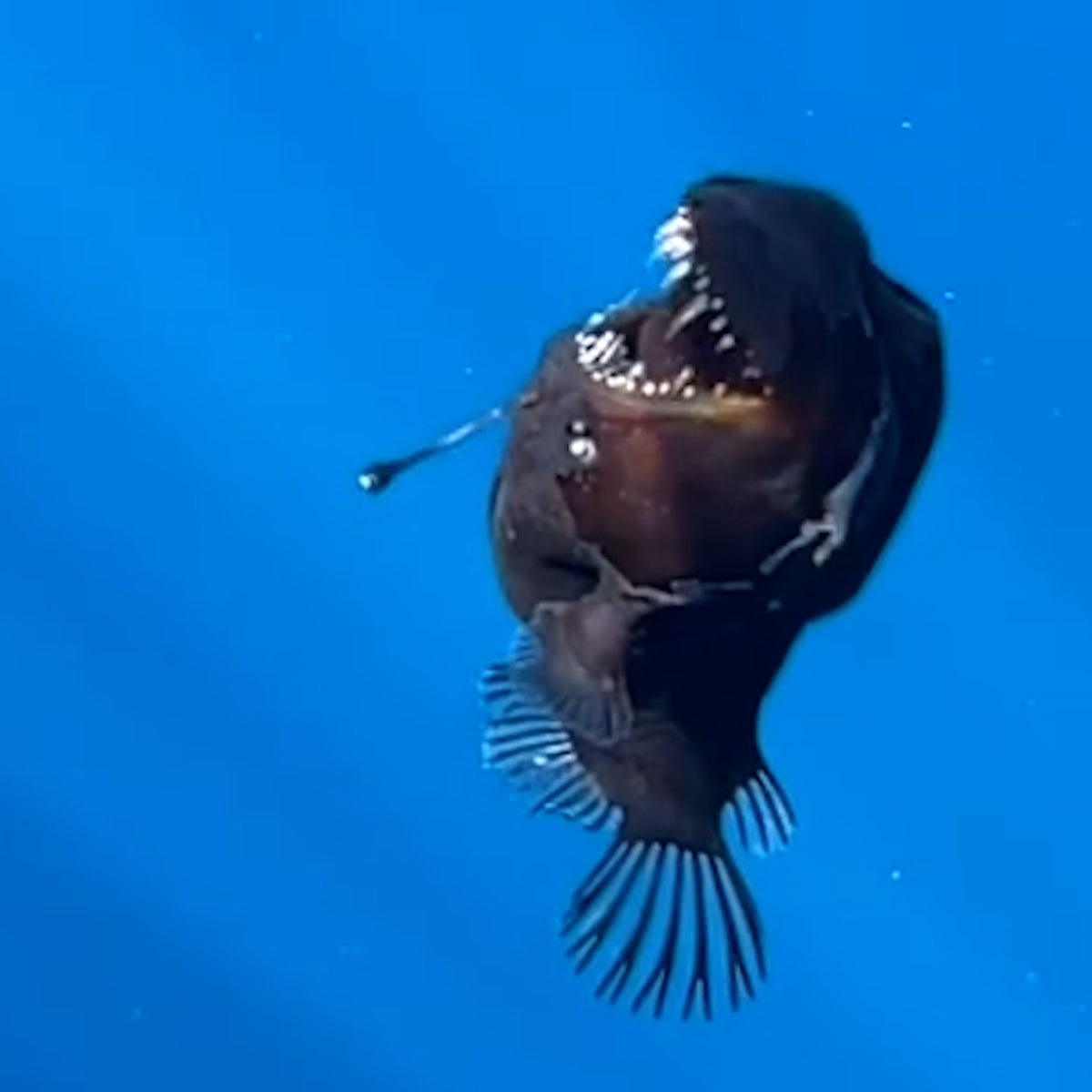 Real Anglerfish Real Angler Fish Beachcombers Discover Rare, Deep Sea Anglerfish