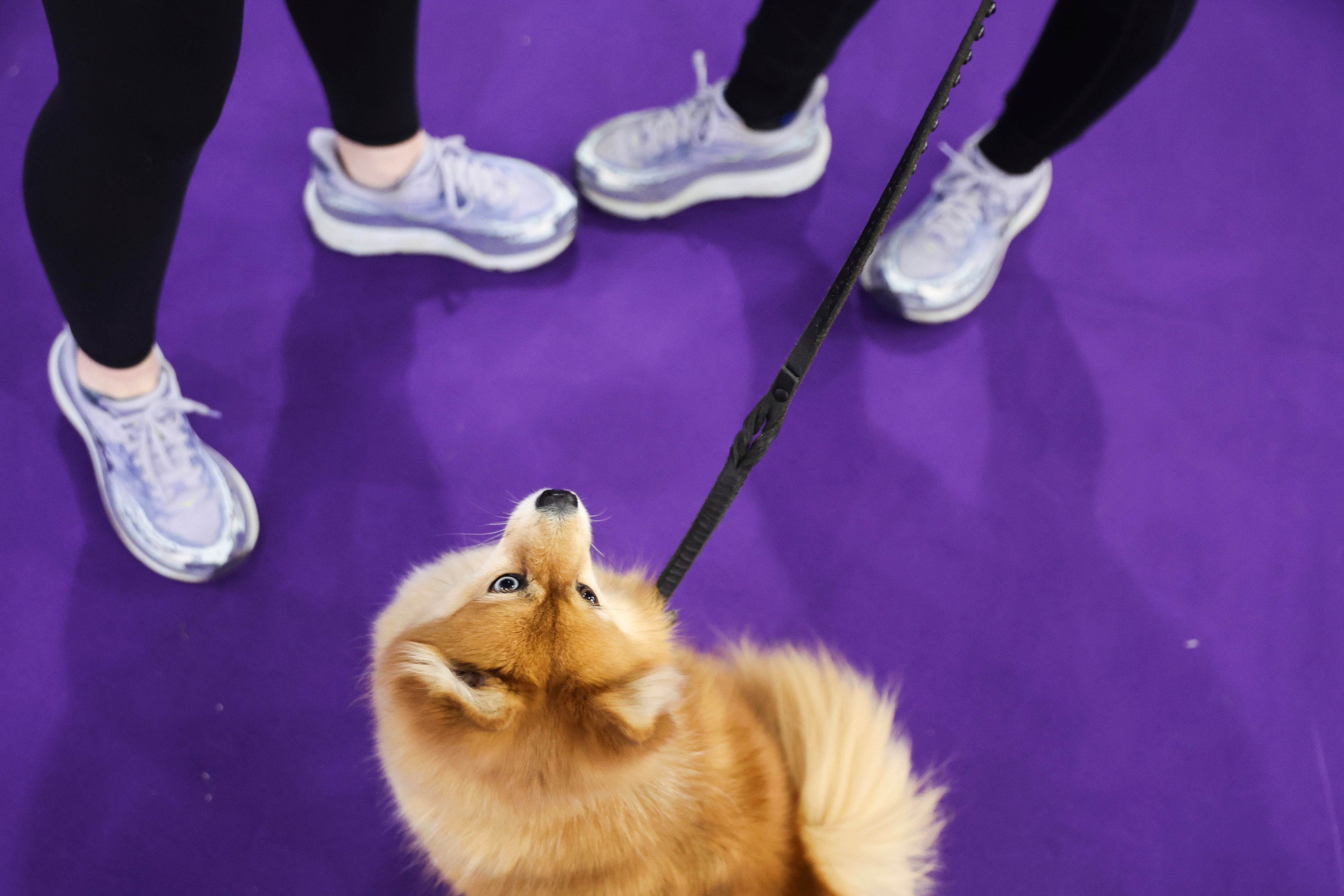 Westminster Dog Show