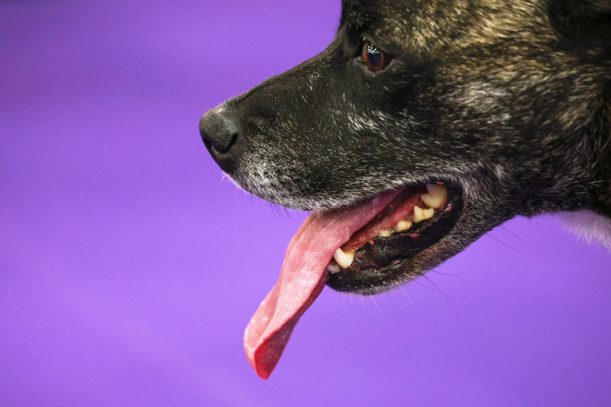 PHOTO COLLECTION: Westminster Dog Show