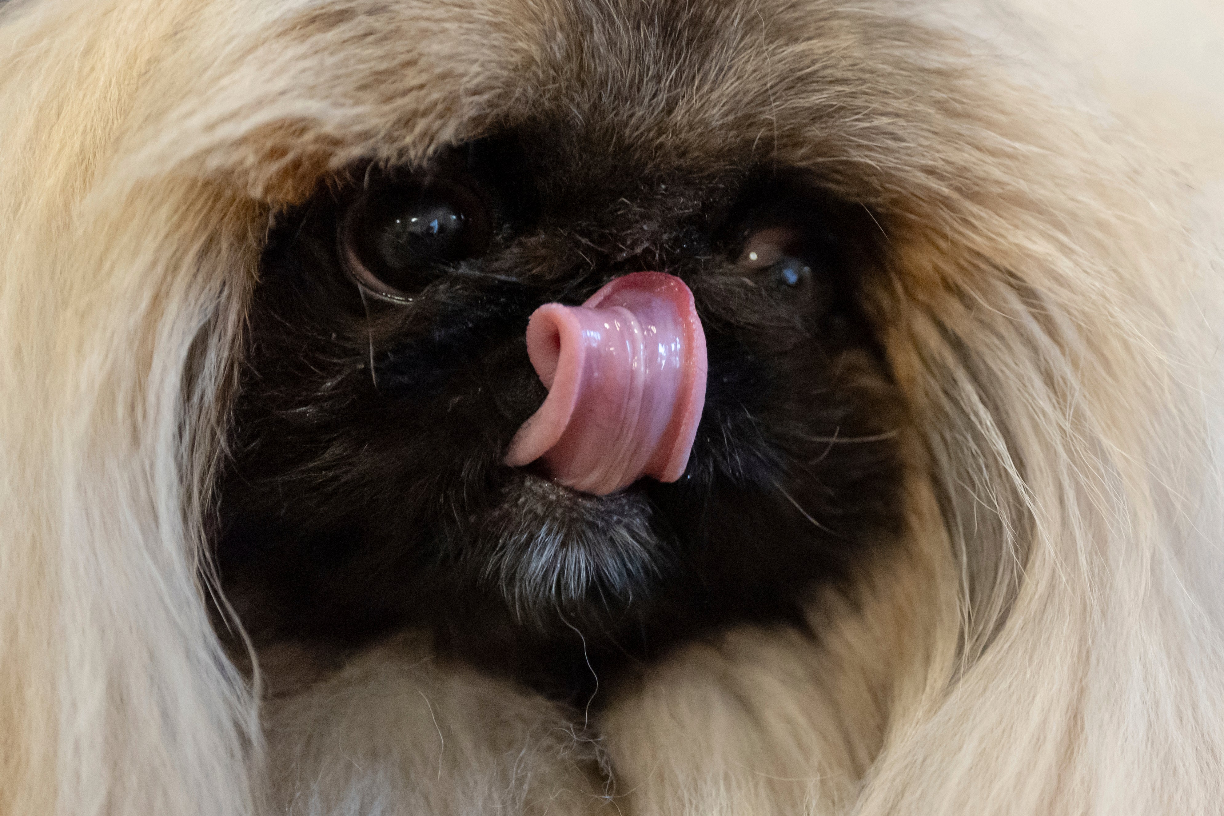 Westminster Dog Show Judging