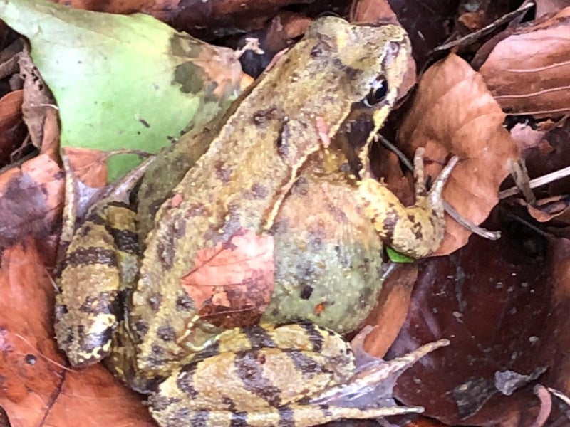 Road to close for six weeks to allow toads to cross