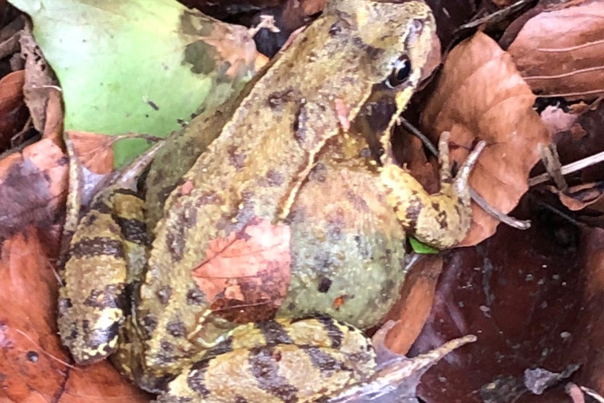 Road to close for six weeks to allow toads to cross