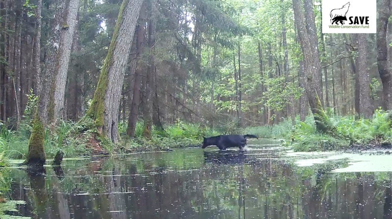 Pair of rare black wolves caught on camera in Polish forest by wildlife researchers