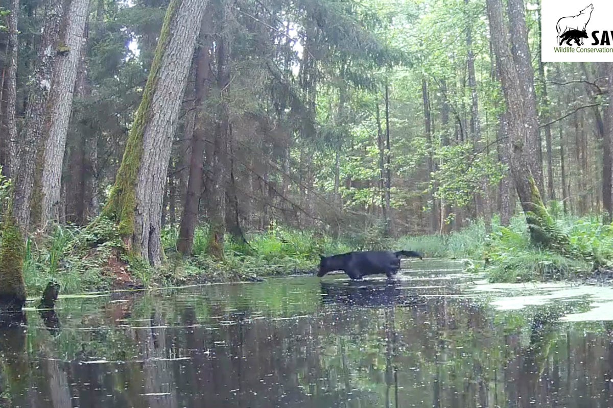 Researchers stunned as pair of rare black wolves caught on camera in Polish forest