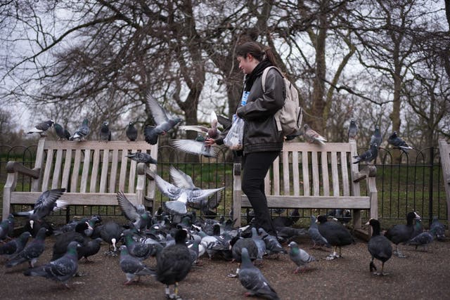 A woman feeds the pigeons and other birds in St James’s Park, central London (Jordan Pettitt/PA)