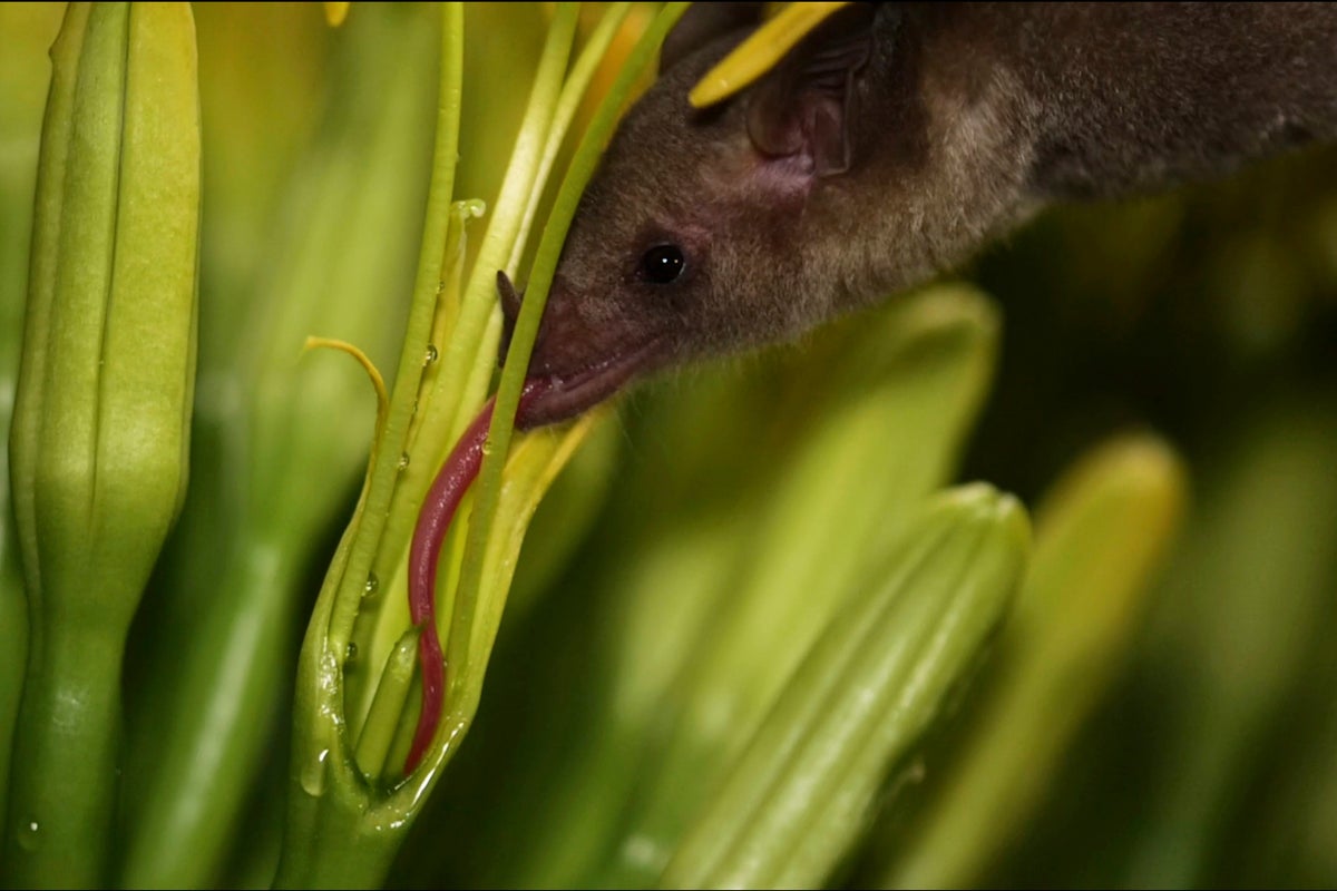 Mexican long-nosed bats are no strangers to southeastern Arizona. The proof is in the saliva