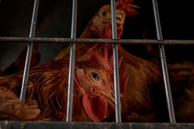 <p>The spread of bird fluto New York City zoos underscores the ongoing challenge of containing the outbreak (file photo)</p>