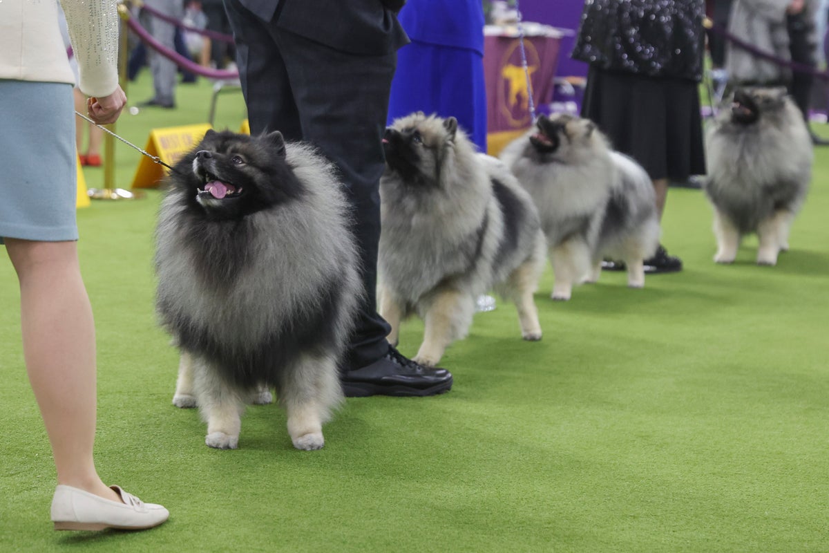 Not just Spot: Decoding Westminster show dogs' fancy, fanciful names