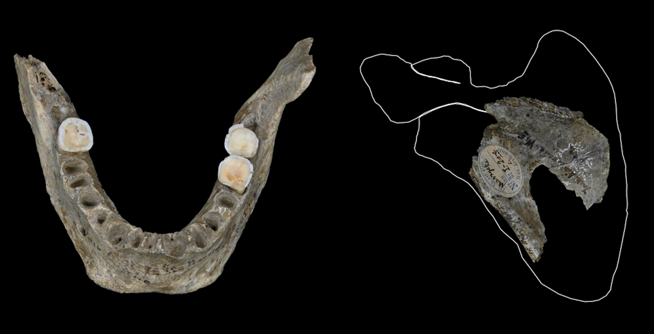 Cannibalized human remains from the Maszycka cave