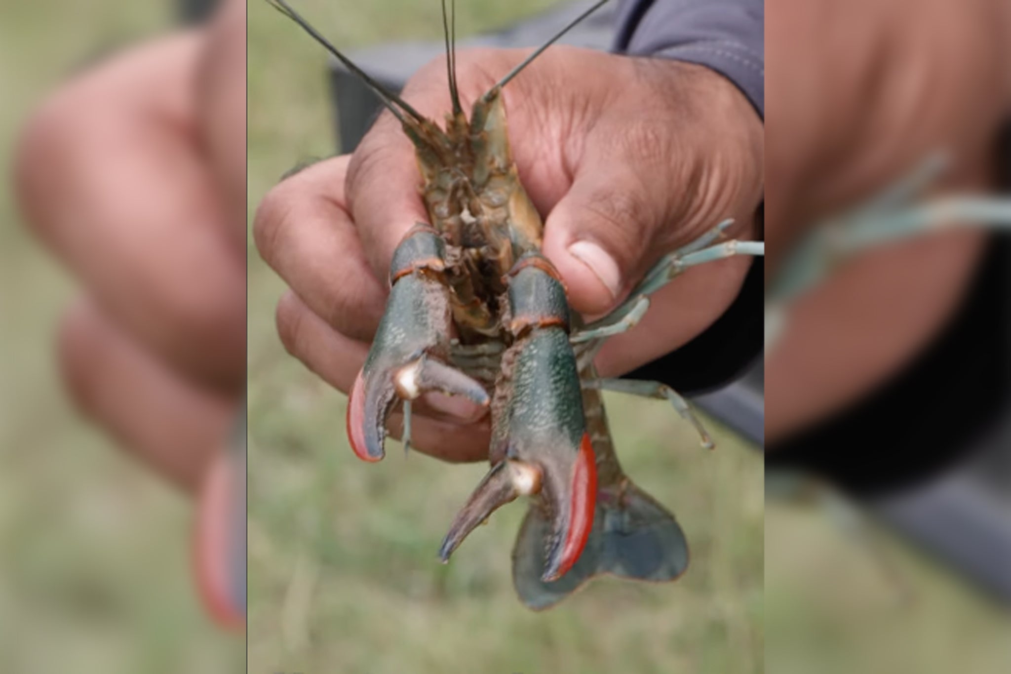 Researchers in Brownsville, Texas, have been investigating reports of an Australian red claw crayfish in the Rio Grande Valley