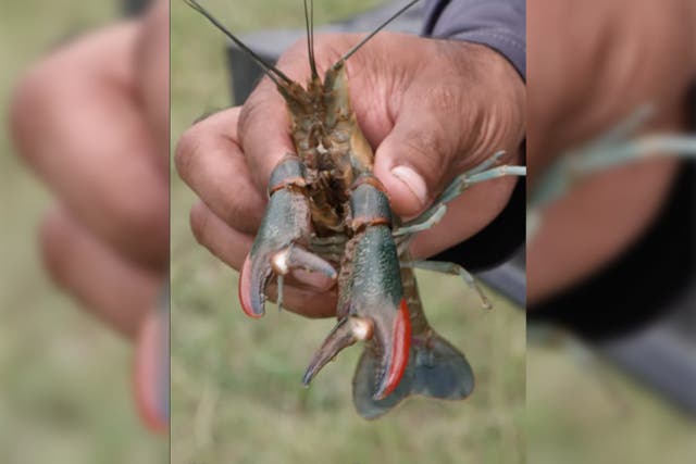 <p>Researchers in Brownsville, Texas, have been investigating reports of an Australian red claw crayfish in the Rio Grande Valley</p>