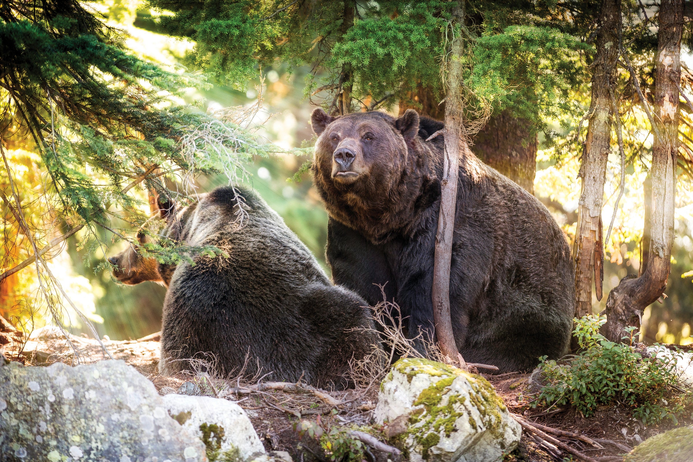 See these magnificent bears in their natural environment at the world’s only grizzly bear sanctuary
