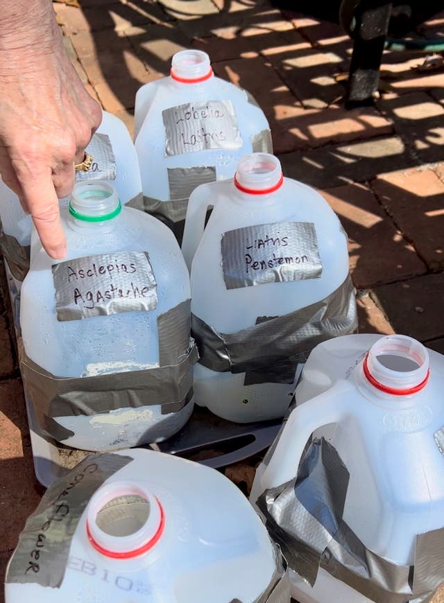 <p>Recycled milk containers serve as miniature glasshouses</p>