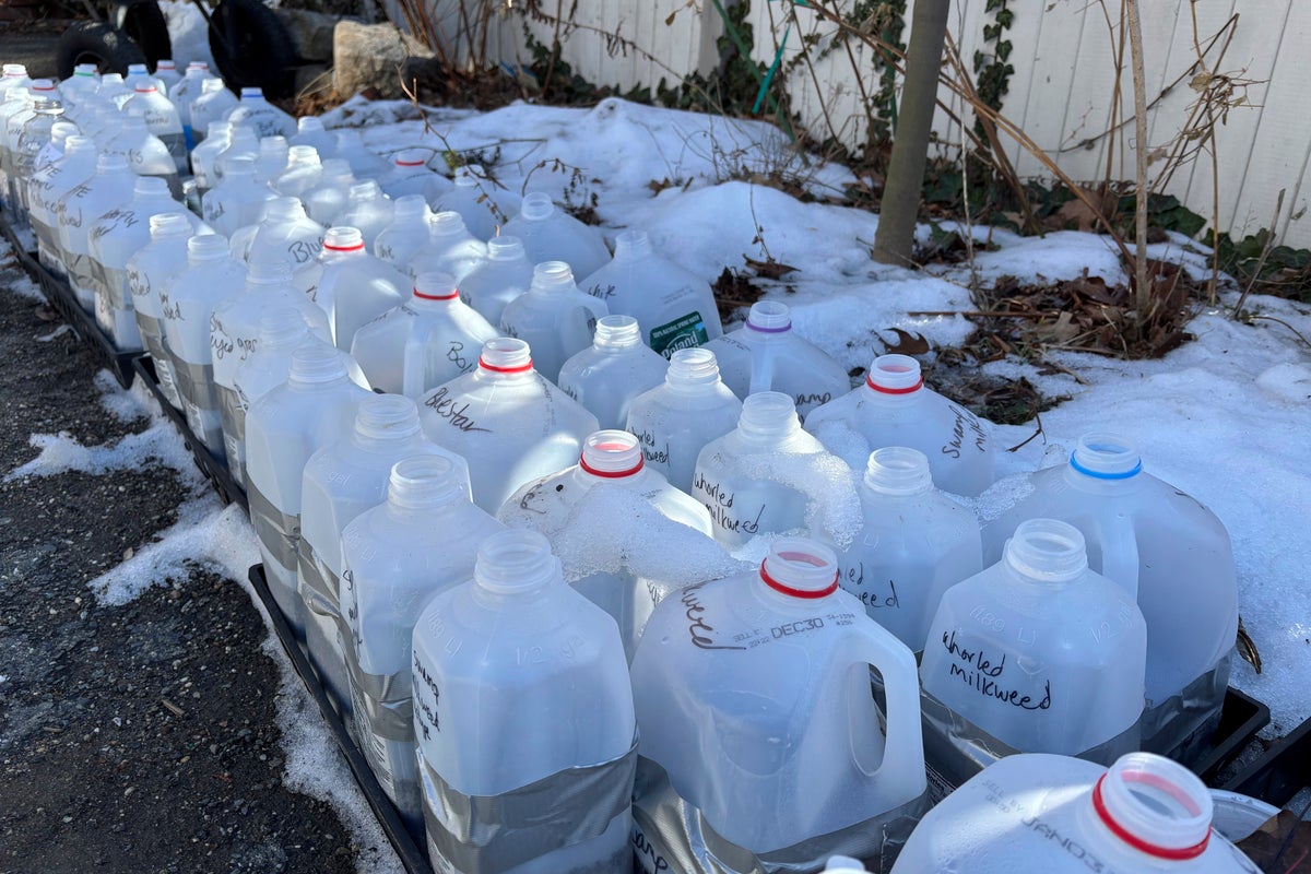 Winter sowing in upcycled containers creates stronger seedlings in spring