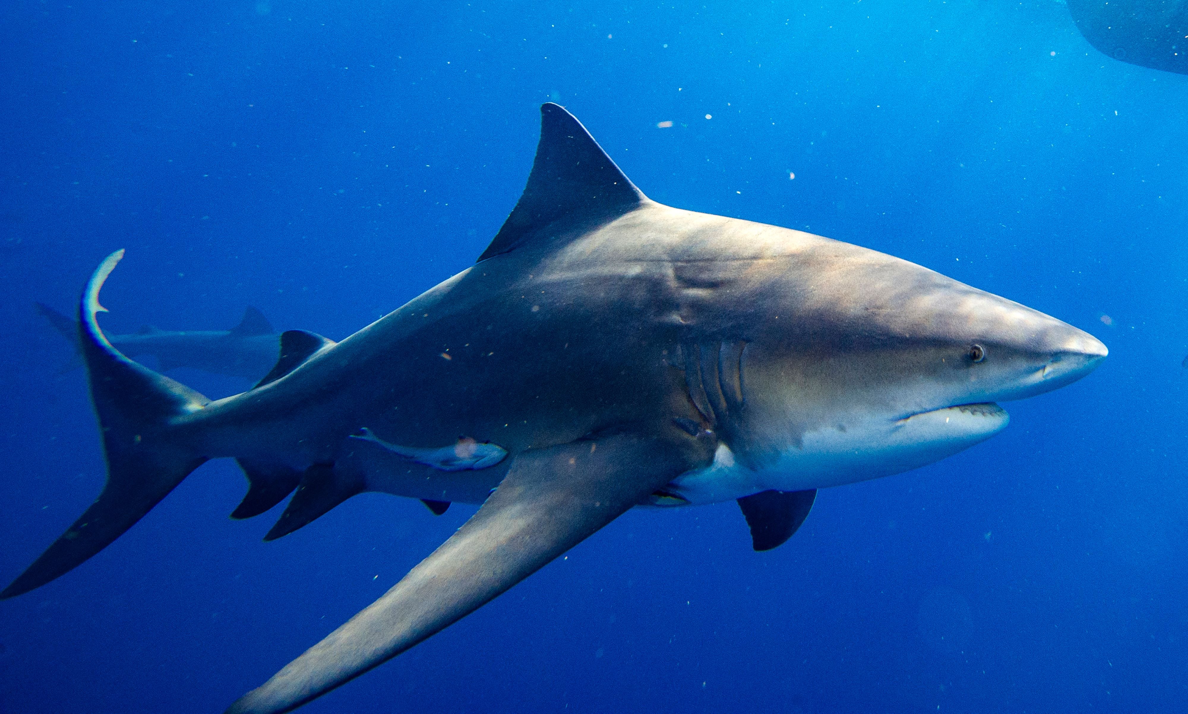 The number of recorded unprovoked shark bites is down markedly from last year. The Florida Museum of Natural History’s International Shark Attack File database says there were just 47 unprovoked attacks in 2024