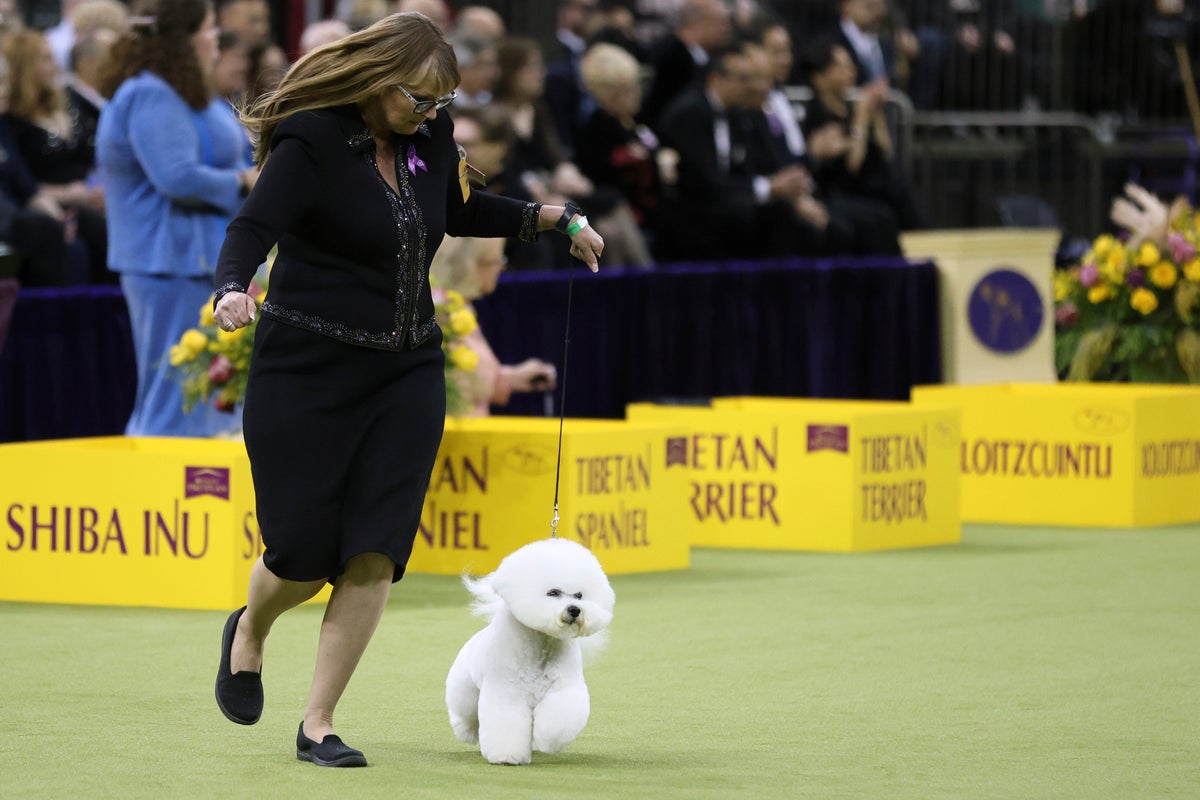 Dogs from great Danes to terriers head into the ring at Westminster show