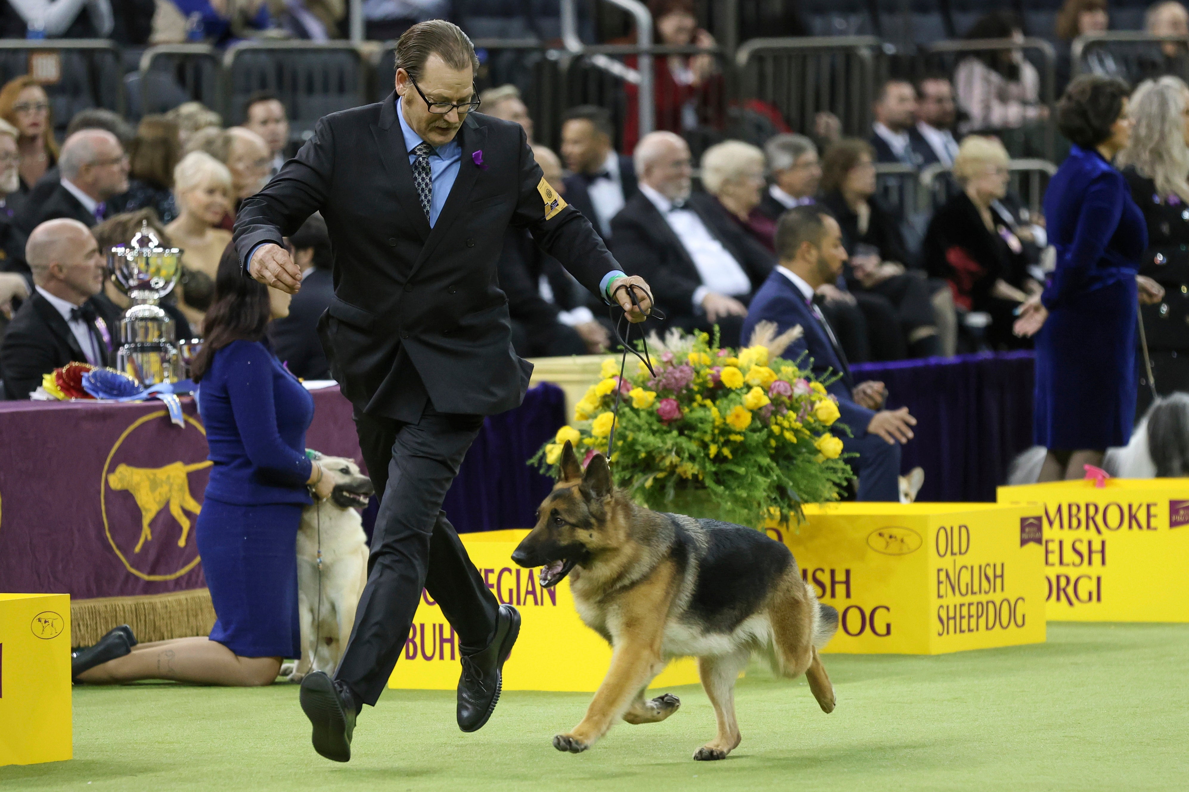 Westminster Dog Show