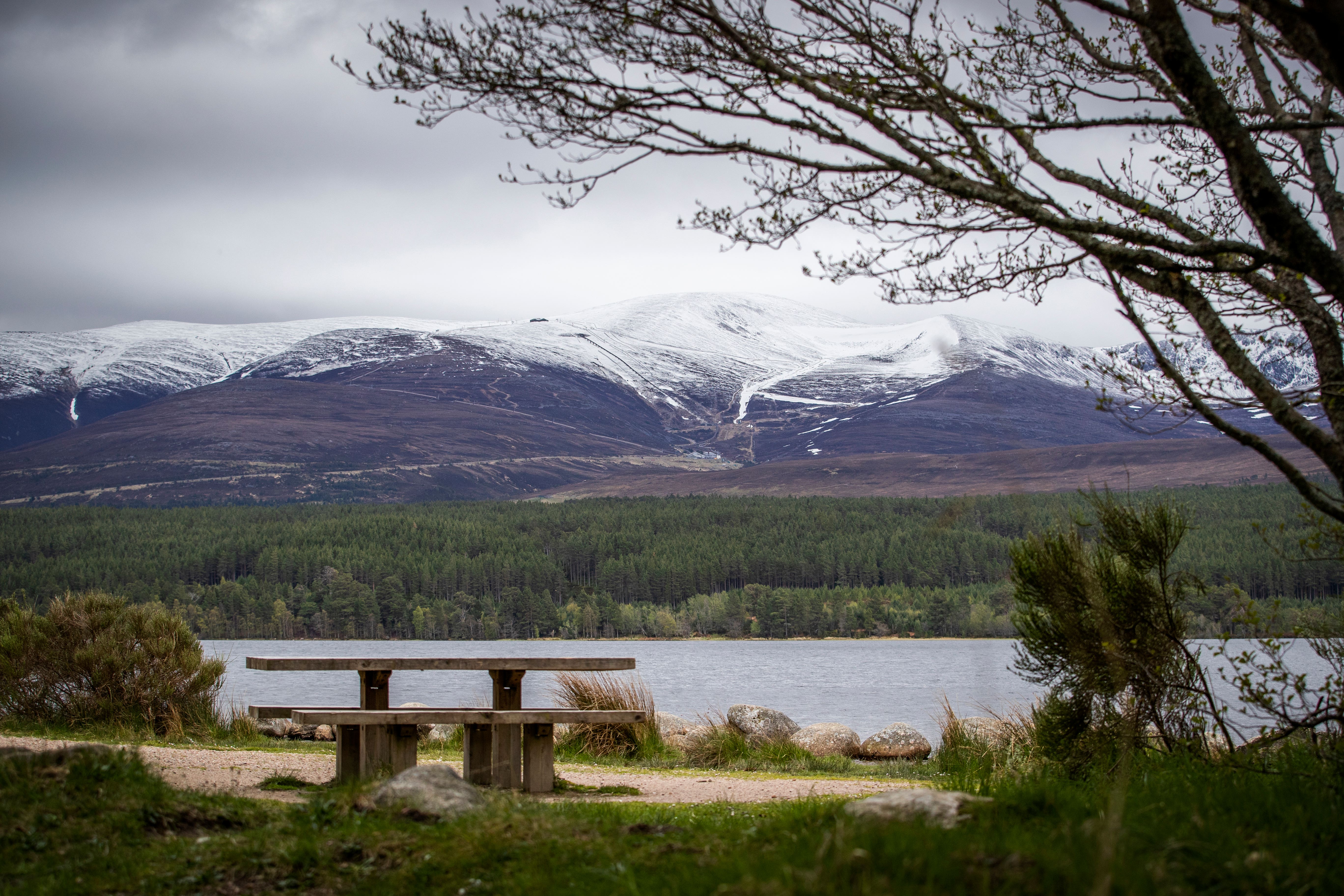 The feral pigs were released in the Cairngorms National Park in the Scottish Highlands (Jane Barlow/PA)